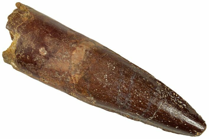 Fossil Spinosaurus Tooth - Real Dinosaur Tooth #312949